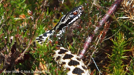 Male adder